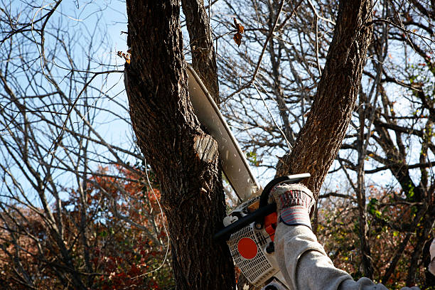 Best Tree Trimming and Pruning  in Bradford, OH